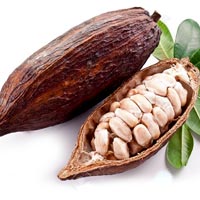 Cacao