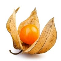 Physalis / Uchuva